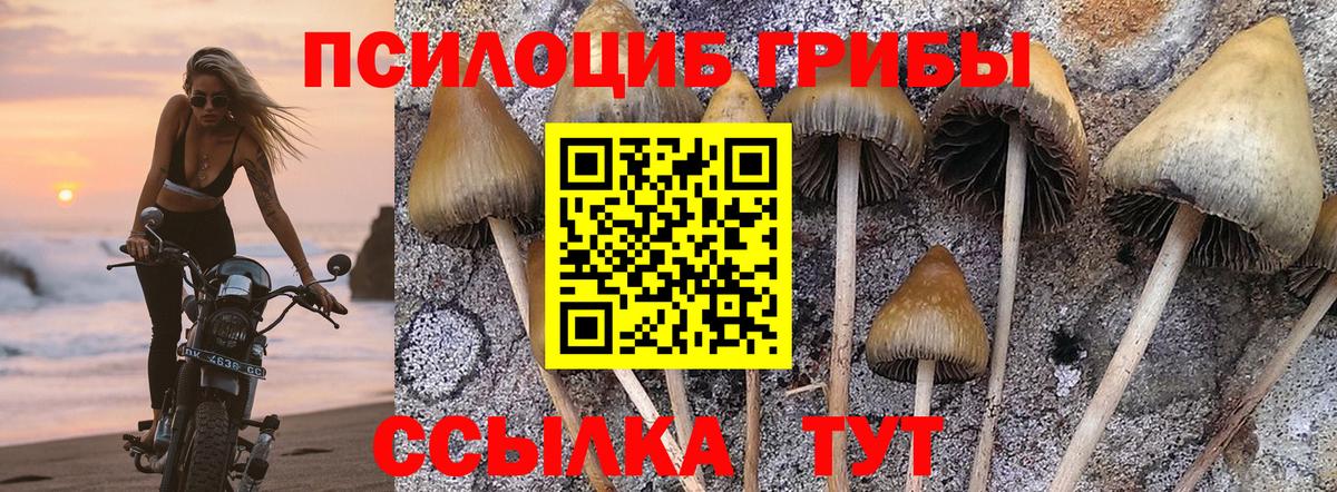 Чебаркуль  Галлюциногенные грибы Psilocybe  Вход с VPN 